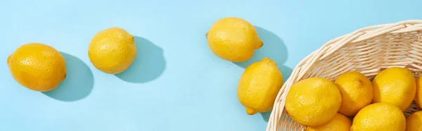 Vista superior de limões amarelos maduros espalhados da cesta de vime no fundo azul, tiro panorâmico — Fotografia de Stock