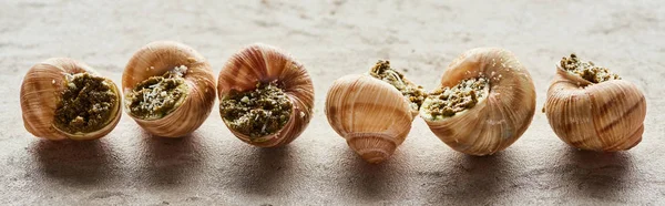 Deliciosos escargots gourmet em linha no fundo de pedra, tiro panorâmico — Fotografia de Stock