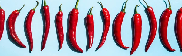 Top view of ripe chili peppers on blue background, panoramic shot — Stock Photo