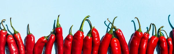 Top view of raw chili peppers on blue background, panoramic shot — Stock Photo