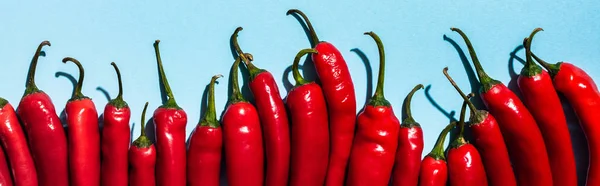 Top view of ripe chili peppers on blue background, panoramic shot — Stock Photo
