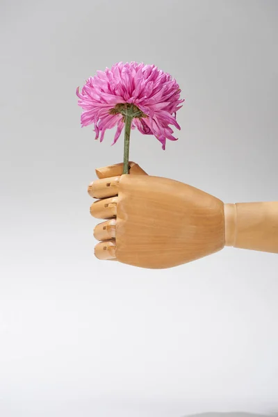 Hand of wooden doll with aster flower isolated on grey — Stock Photo