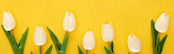 Top view of tulips on colorful yellow background, panoramic shot — Stock Photo
