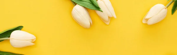 Top view of spring tulips on colorful yellow background, panoramic shot — Stock Photo