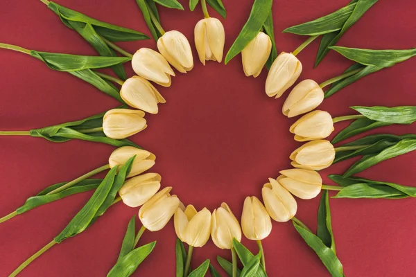 Vista superior de tulipas dispostas em armação redonda isolada em vermelho com espaço de cópia — Fotografia de Stock