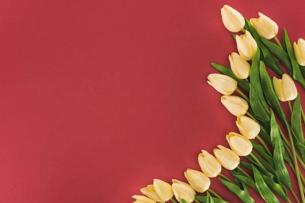 Вид зверху тюльпанів ізольовані на червоному з простором для копіювання — стокове фото