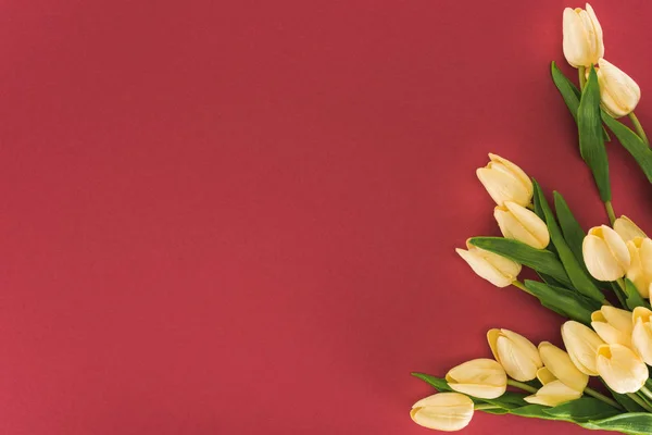 Vista superior de tulipas isoladas em vermelho com espaço de cópia — Fotografia de Stock