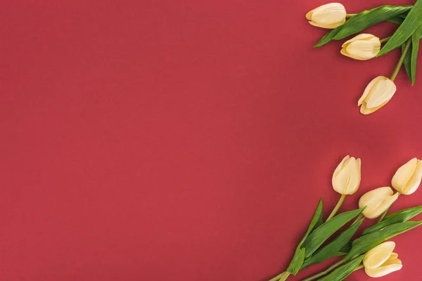 Top view of tulips isolated on red with copy space — Stock Photo