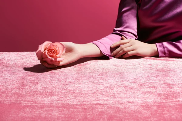 Vista cortada de mulher segurando rosa em pano de veludo isolado em rosa, conceito feminino — Fotografia de Stock