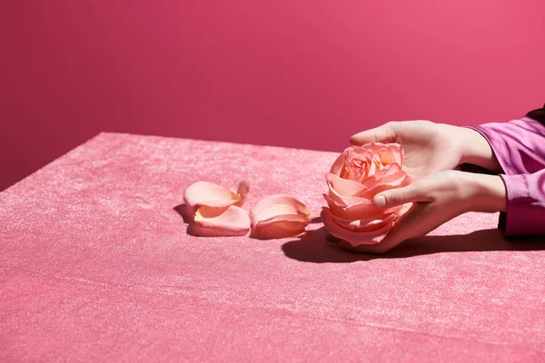 Abgeschnittene Ansicht einer Frau, die eine Rose mit Blütenblättern auf Velourtuch hält, isoliert auf rosa, mädchenhaftem Konzept — Stockfoto
