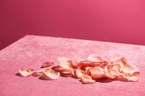 Лепестки роз на велюровой розовой ткани, изолированные на розовой, девичьей концепции — стоковое фото