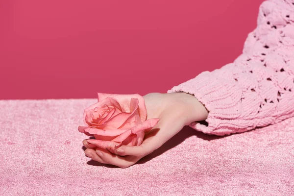 Vista recortada de la mujer sosteniendo flor de rosa en tela de terciopelo aislado en rosa, concepto femenino — Stock Photo