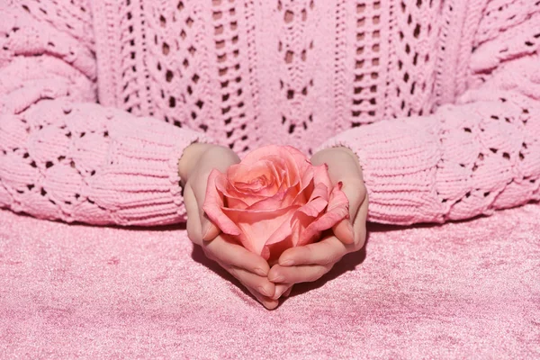 Vista cortada da mulher em suéter segurando rosa flor no pano de veludo rosa, conceito de menina — Fotografia de Stock