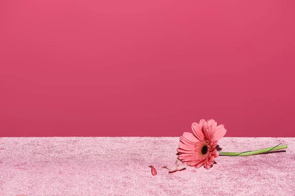 Gerbera con pétalos seleccionados en tela rosa terciopelo aislado en rosa, concepto femenino - foto de stock