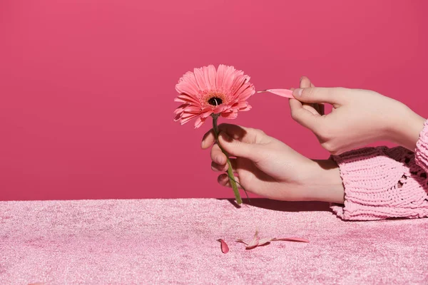 Abgeschnittene Ansicht einer Frau, die Gerbera-Blütenblätter auf Velourtuch aussucht, isoliert auf rosa, mädchenhaftem Konzept — Stockfoto