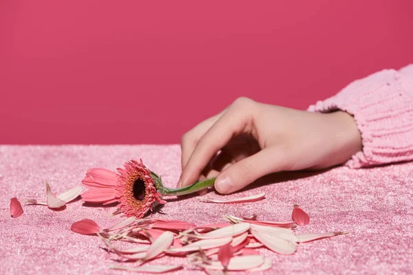 Vista cortada da mulher segurando gerbera perto de pétalas em pano de veludo isolado em rosa, conceito feminino — Fotografia de Stock