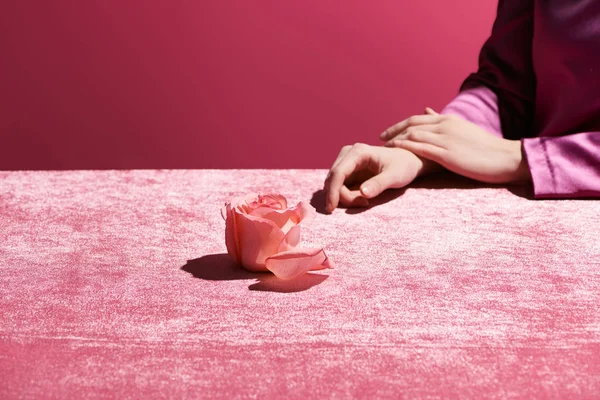 Vista recortada de la mujer cerca de flor de rosa en tela de terciopelo aislado en rosa, concepto femenino — Stock Photo