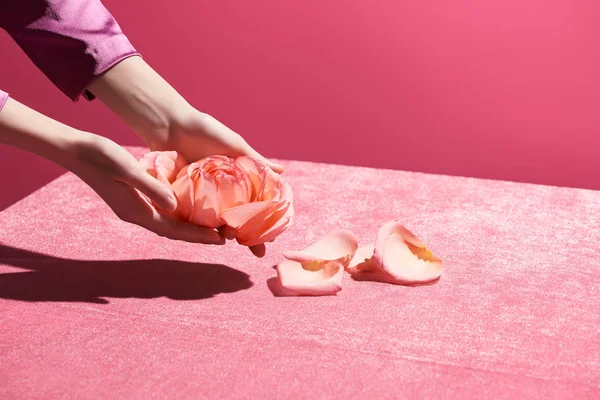 Vista cortada da mulher segurando pétalas de rosa acima de pano de veludo isolado em rosa, conceito feminino — Fotografia de Stock