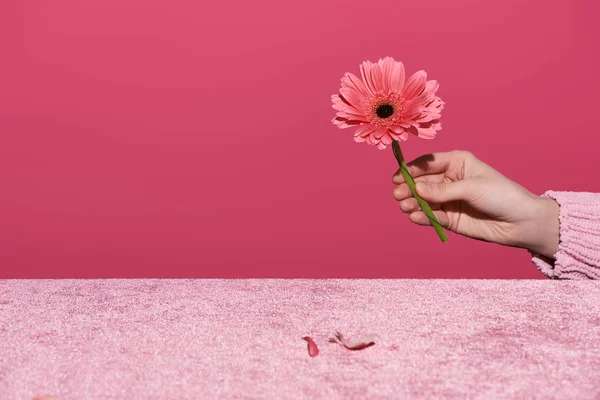 Abgeschnittene Ansicht einer Frau mit Gerbera und Blütenblättern auf Velourtuch isoliert auf rosa, mädchenhaftem Konzept — Stockfoto