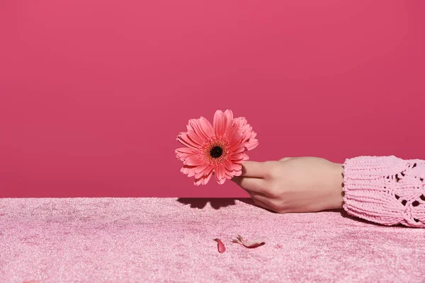 Cropped view of woman holding gerbera with petals on velour cloth isolated on pink, girlish concept — Stock Photo