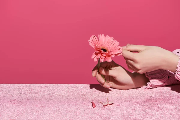 Vista ritagliata della donna che individua petali gerbera su tessuto di velluto isolato su rosa, concetto girlish — Foto stock