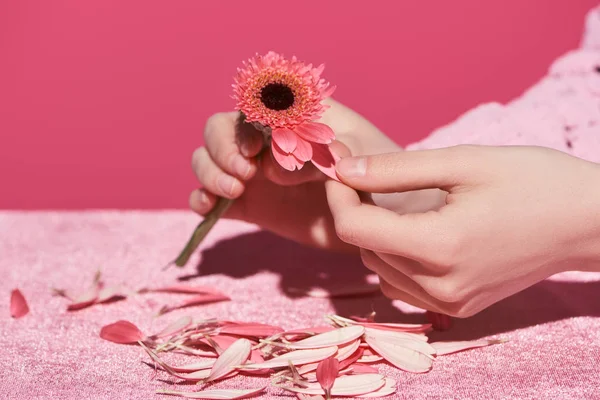 Abgeschnittene Ansicht einer Frau, die Gerbera-Blütenblätter auf Velourtuch aussucht, isoliert auf rosa, mädchenhaftem Konzept — Stockfoto