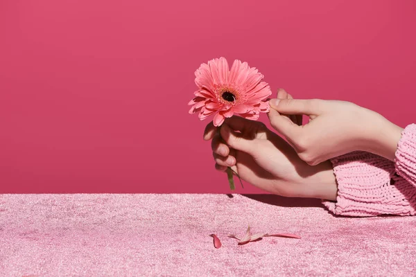 Vista ritagliata della donna che individua petali gerbera su tessuto di velluto isolato su rosa, concetto girlish — Foto stock