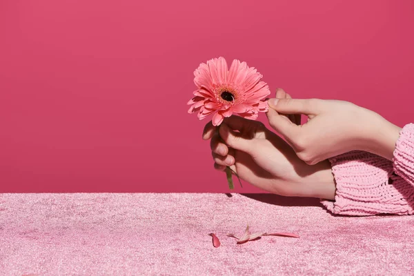 Vista cortada da mulher escolhendo pétalas de gerbera em pano de veludo isolado em rosa, conceito feminino — Fotografia de Stock