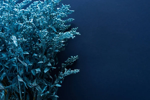 Vue de dessus de la plante peinte sur fond bleu — Photo de stock
