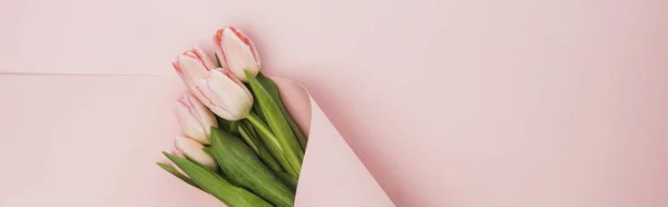 Top view of tulip bouquet wrapped in paper swirl on pink background, panoramic shot — Stock Photo