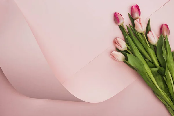 Верхний вид розовых и фиолетовых тюльпанов возле закручивания бумаги на розовом фоне — стоковое фото