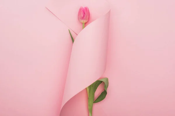 Вид сверху розового тюльпана, завернутого в бумажный вихрь на розовом фоне — стоковое фото