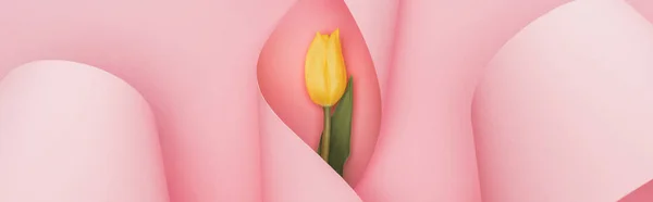 Top view of yellow tulip in paper spiral swirls on pink background, panoramic shot — Stock Photo
