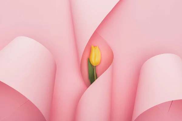 Draufsicht der gelben Tulpe in Papierspirale wirbelt auf rosa Hintergrund — Stockfoto