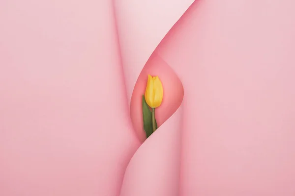 Top view of yellow tulip wrapped in paper swirl on pink background — Stock Photo