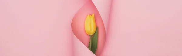 Top view of yellow tulip wrapped in paper swirl on pink background, panoramic shot — Stock Photo