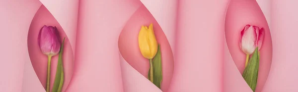 Top view of multicolored tulips in paper swirls on pink background, panoramic shot — Stock Photo