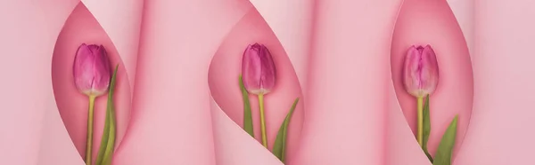 Top view of purple tulips in paper swirls on pink background, panoramic shot — Stock Photo