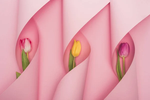 Draufsicht auf bunte Tulpen in Papierwirbeln auf rosa Hintergrund — Stockfoto