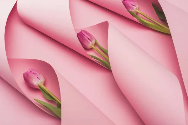 Tulipas roxas em redemoinhos de papel sobre fundo rosa — Fotografia de Stock