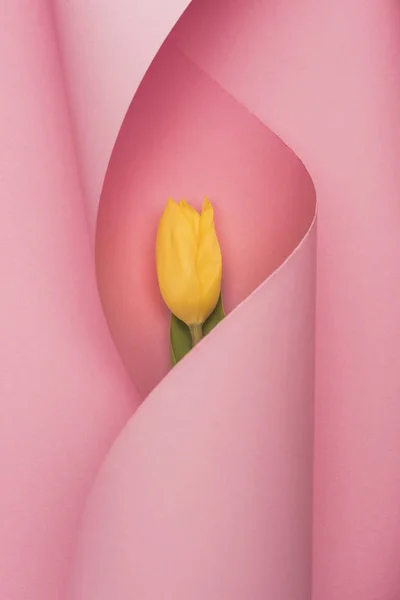Вид зверху на жовтий тюльпан, загорнутий у вихор паперу на рожевому фоні — стокове фото