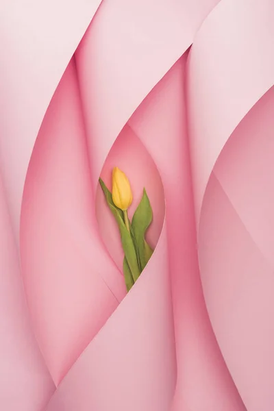 Vista superior da tulipa amarela em redemoinhos de papel sobre fundo rosa — Fotografia de Stock