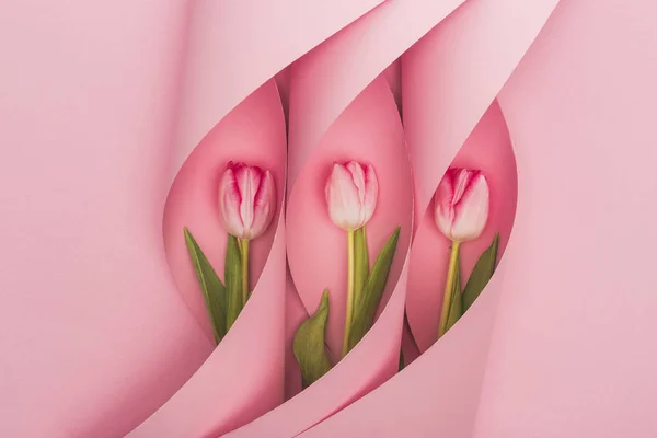 Top view of tulips in paper swirls on pink background — Stock Photo