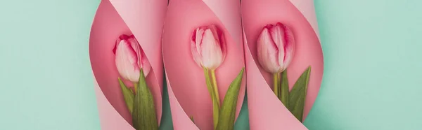 Top view of tulips in pink paper swirls on turquoise background, panoramic shot — Stock Photo