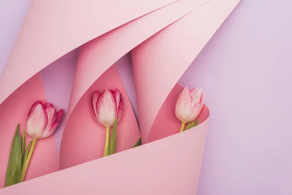 Top view of tulips in pink paper swirls on violet background — Stock Photo