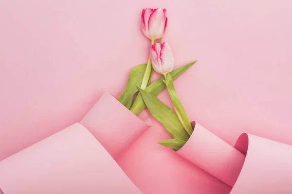 Vista superior de tulipas embrulhadas em redemoinhos de papel sobre fundo rosa — Fotografia de Stock