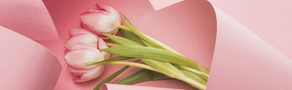 Tulipani primaverili fioriti avvolti in turbinii di carta rosa, colpo panoramico — Foto stock