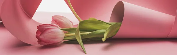 Tulipanes envueltos en remolinos de papel rosa aislados en blanco, plano panorámico - foto de stock