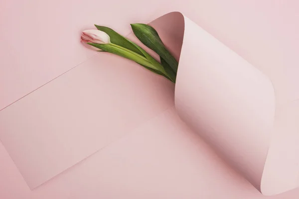 Вид весеннего тюльпана, завернутого в бумажный вихрь на розовом фоне — стоковое фото