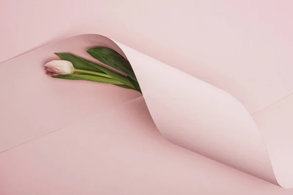 Vue du dessus de la tulipe de printemps enveloppée dans un tourbillon de papier sur fond rose — Photo de stock